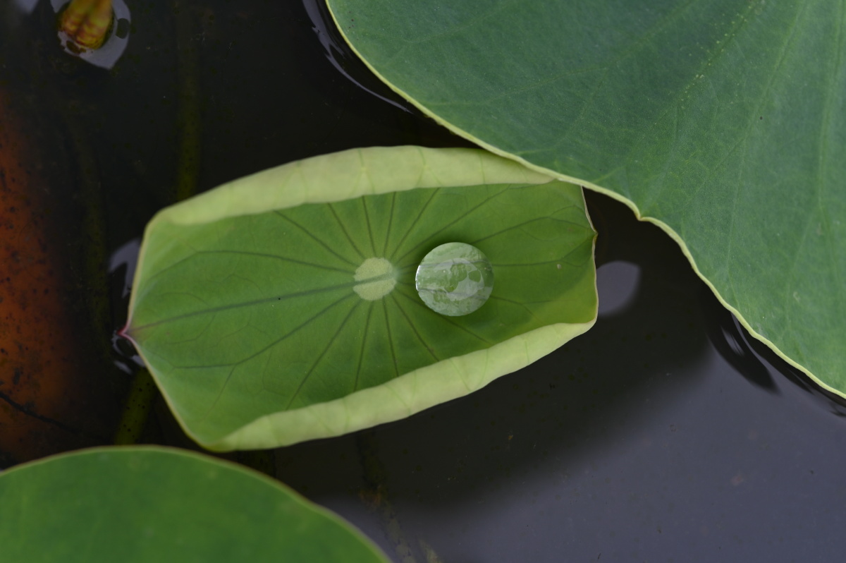 小荷叶上小水珠