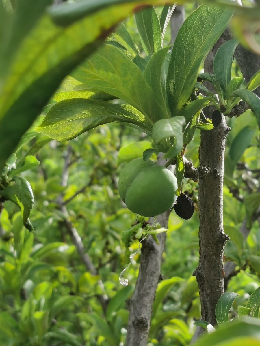 去年的李子树颗粒无收,今年一课树开始结了好多,但是慢慢的都朽了,发