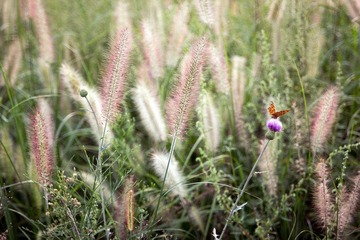IMG_1897.jpg