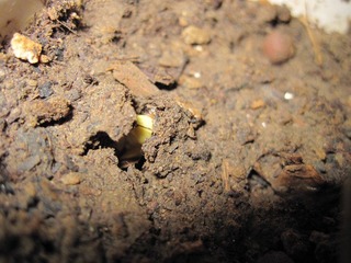 IMG_1163.JPG