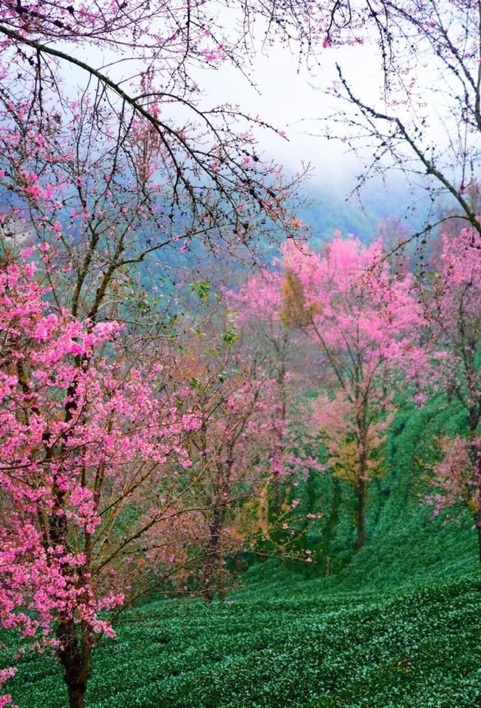 桃园风景图片