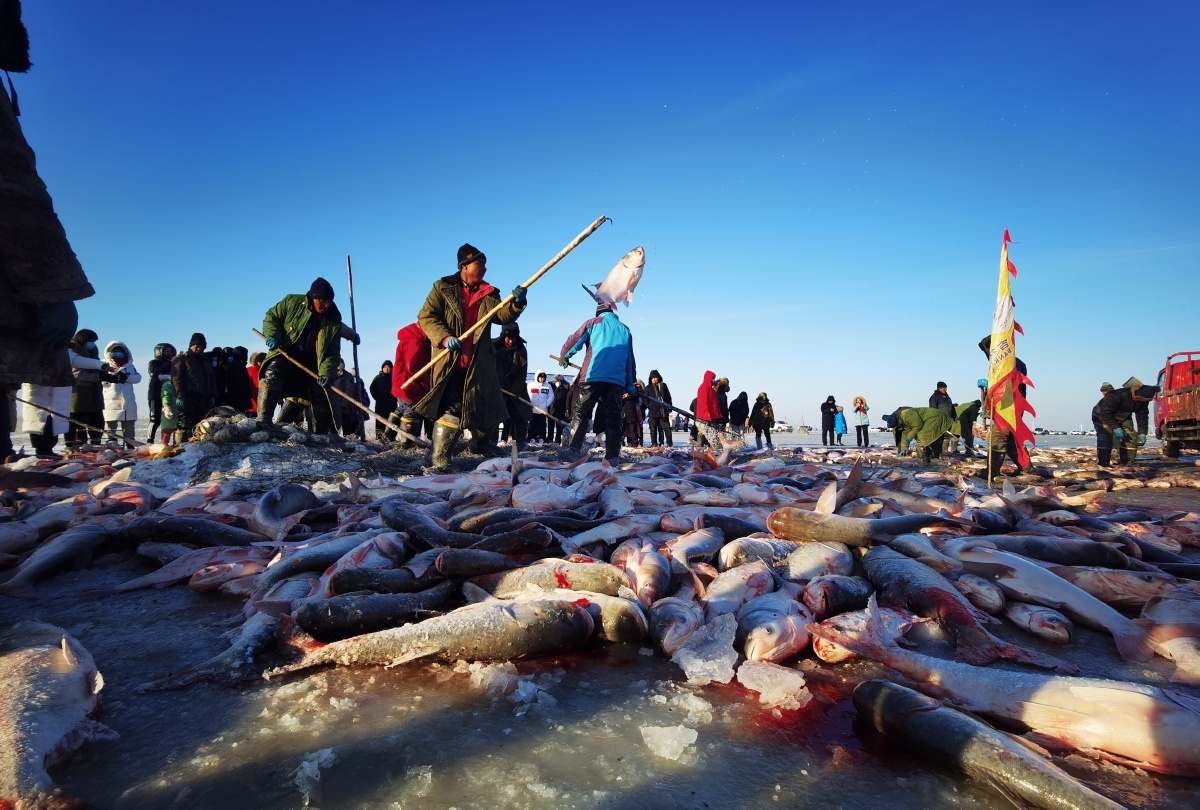 查干湖冬捕捕鱼查干湖吉林白莲冬捕东北冬天