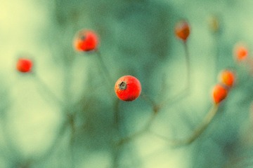 IMG_1767.jpg
