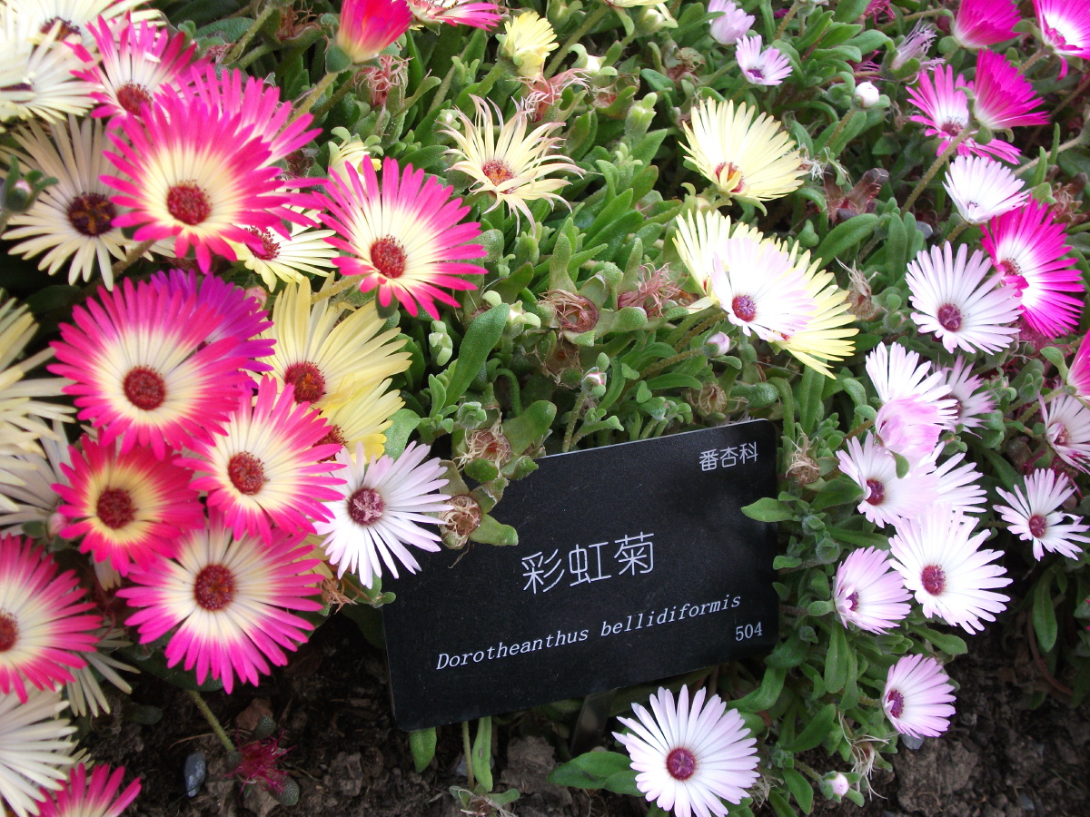 dscf1275-彩虹菊.jpg