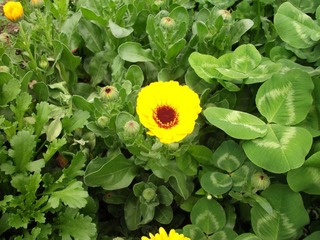 DSCF1050.JPG