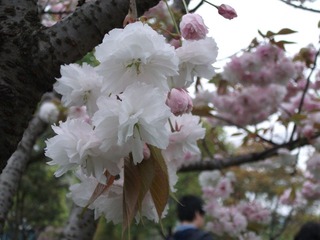 DSCF1100.JPG