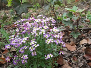 DSCF1073.JPG