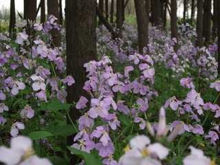 DSCF1077.JPG