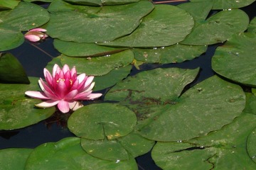莲花