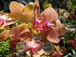 DSCF1296.jpg