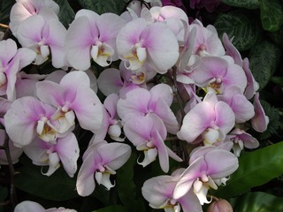 DSCF1314.jpg