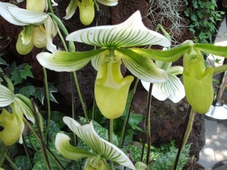 DSCF1310-兜兰.jpg