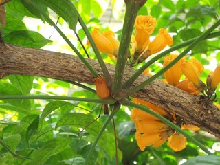 DSCF1311-火烧花.jpg