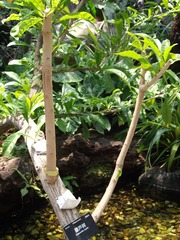 DSCF1324-葫芦树.jpg
