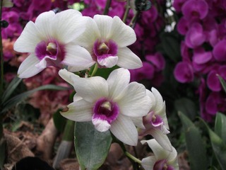 DSCF1317.jpg