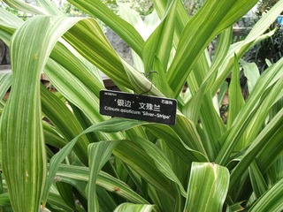 DSCF1318-银边-文殊兰.jpg