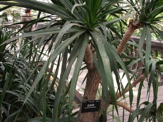 DSCF1319-龙血树.jpg