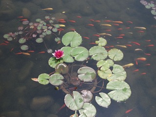 DSCF1327.jpg