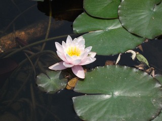 DSCF1329.jpg