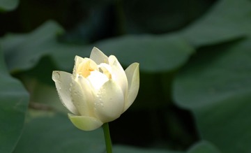 IMGP0123_2.jpg