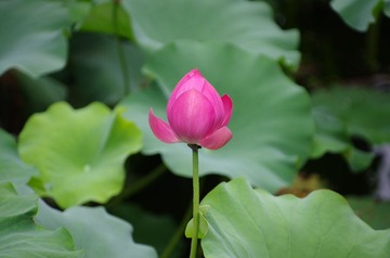 IMGP0137.jpg