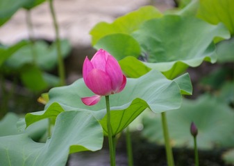 IMGP0153_2.jpg