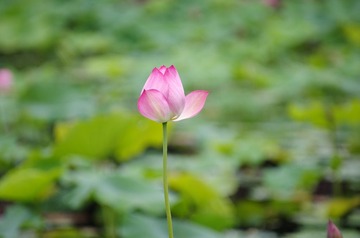 IMGP0159.jpg