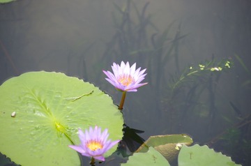 IMGP0203.jpg