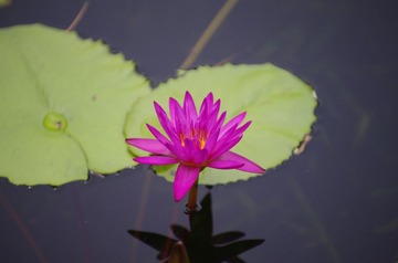 IMGP0185.jpg