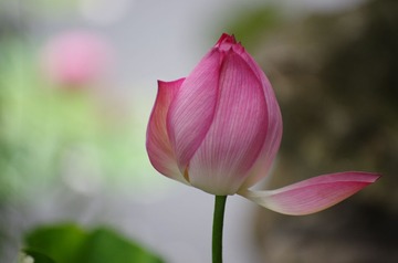 IMGP0201.jpg