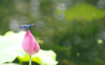 IMGP0212_2.jpg