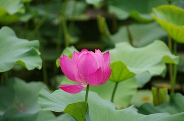 IMGP0220.jpg