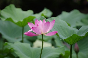 IMGP0298.jpg