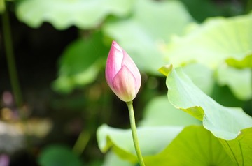 IMGP0271.jpg