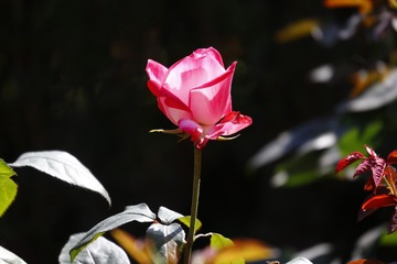 F43560D9-13E7-4B55-903C-0C5E9A5BB2C5/L0/001