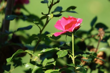 2D10378B-567C-4C3B-997D-E0747C9D96EE/L0/001
