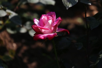 E9135717-F7C9-4E00-921E-CC55C565EA49/L0/001