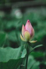 25EA276C-040D-4434-B230-415CB5FF0D0B/L0/001