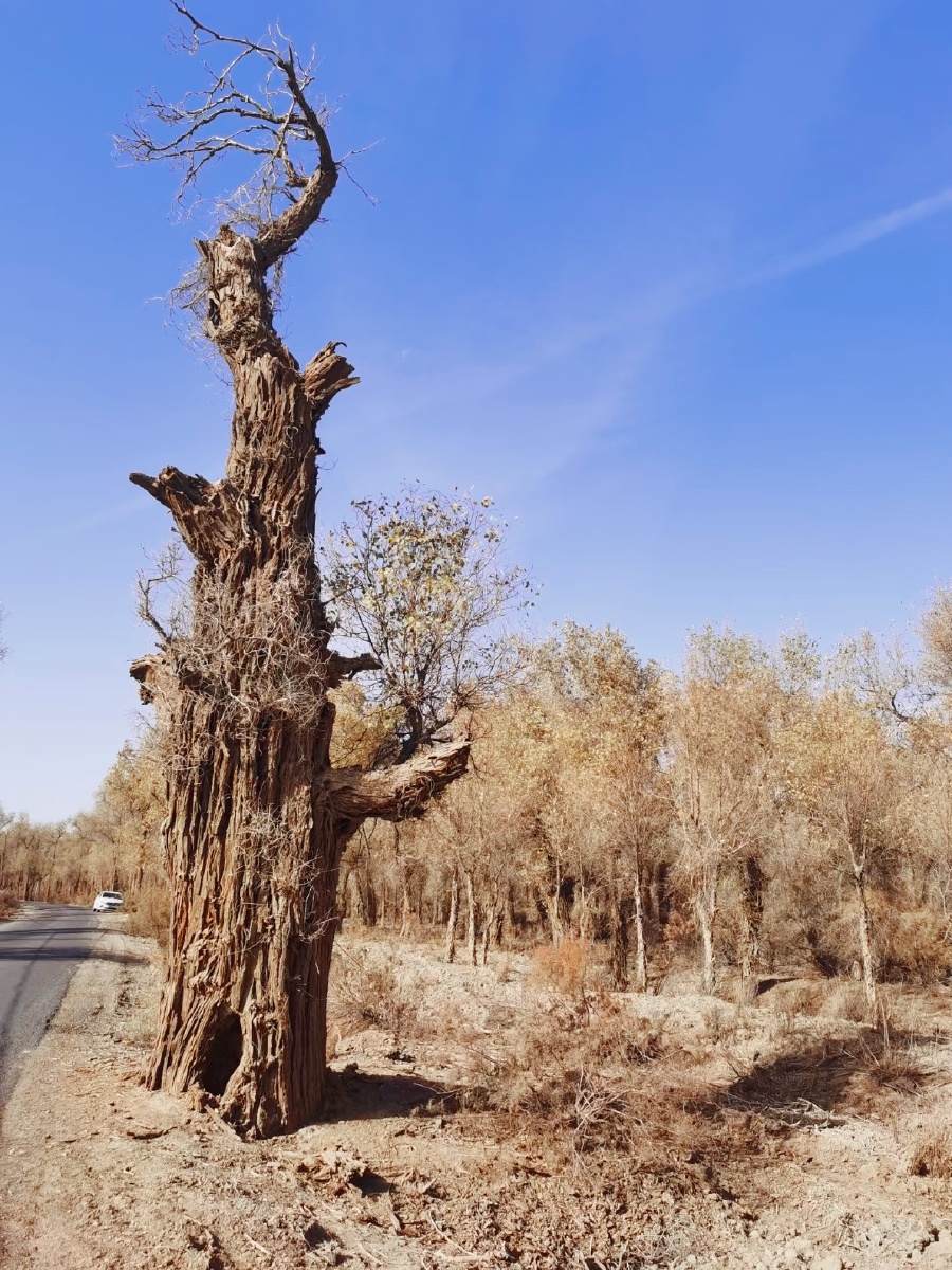 新疆的胡杨树