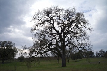 L-SF-08.JPG