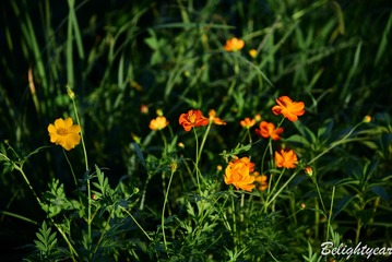 DSC_0610-11-10