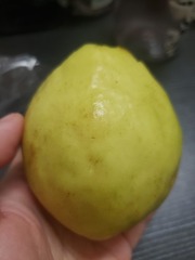2724