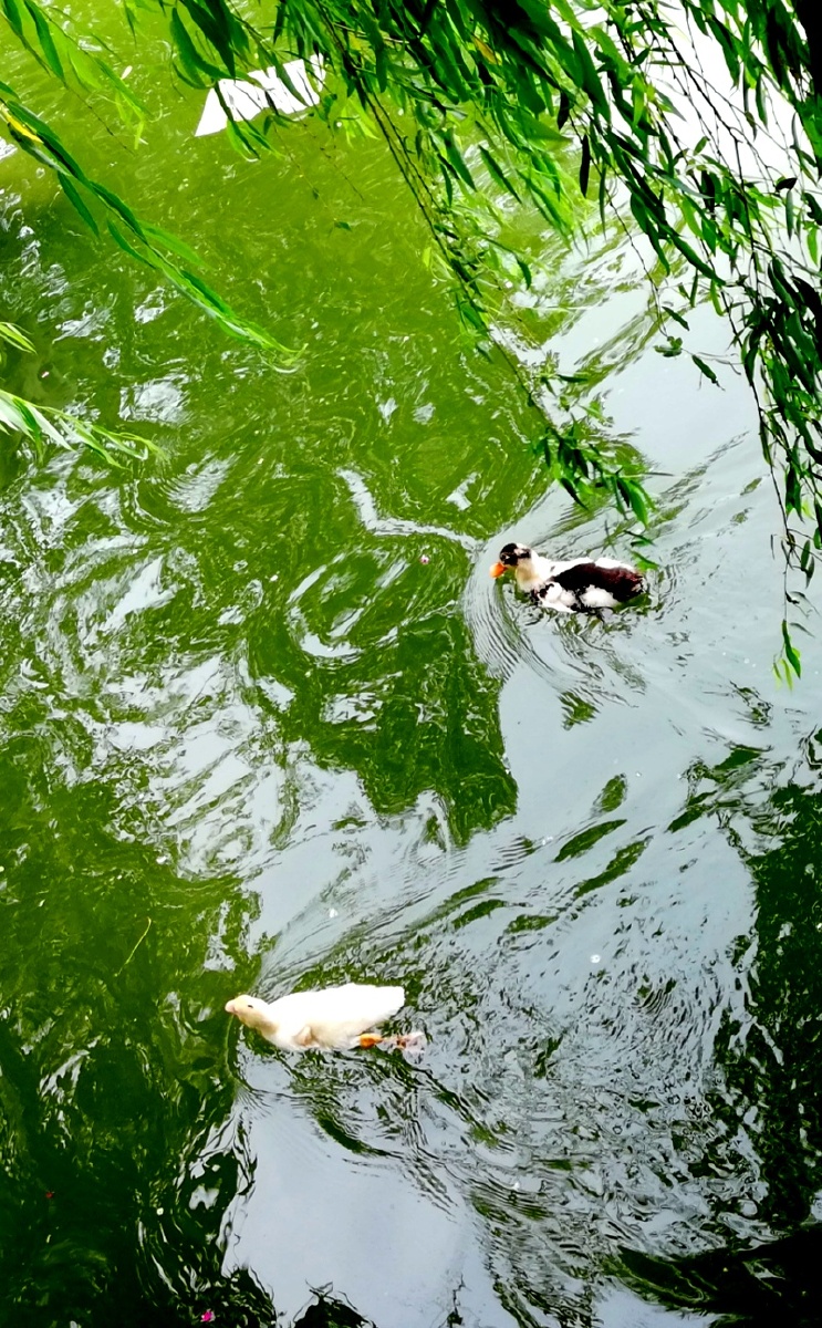 鸭子在水中游时就是天生的画家.