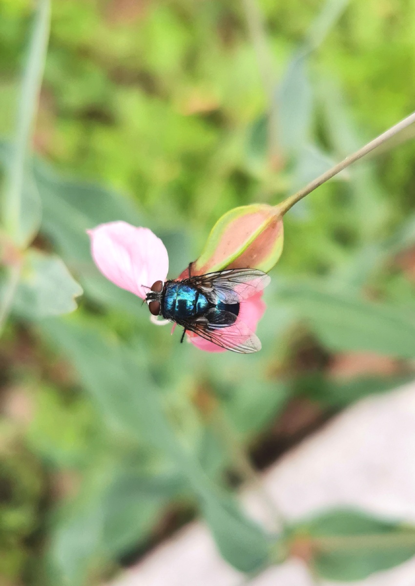 苍蝇和鲜花