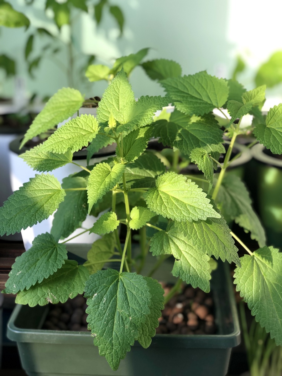 植物—藿香 - 设计师熙姐 - 图虫
