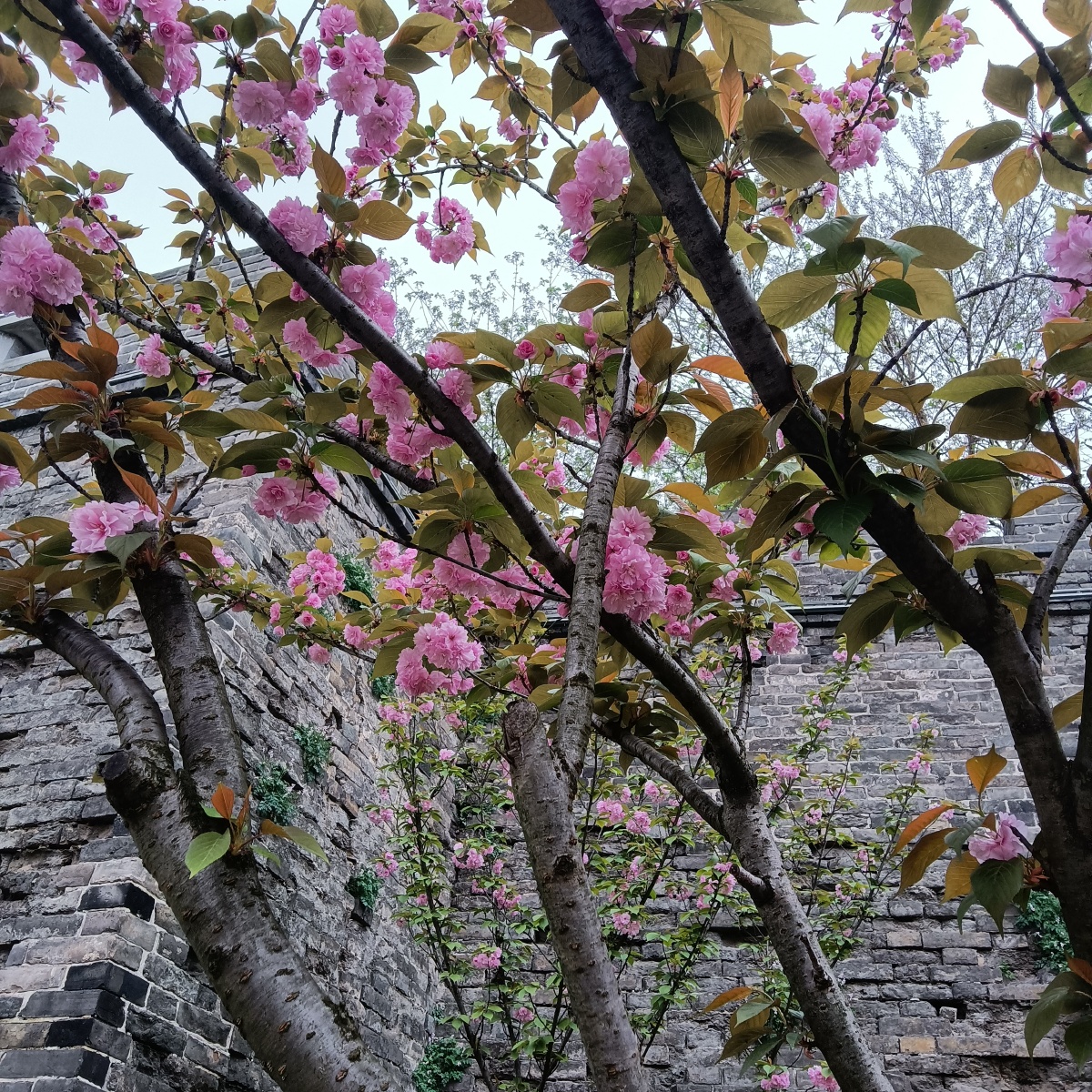 荆州古城墙外的樱花古城外的河河中倒影