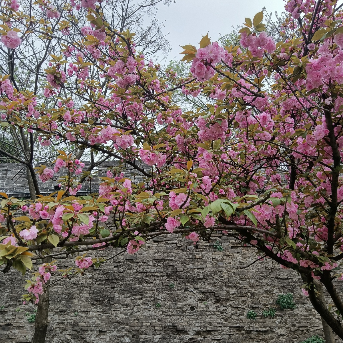 荆州古城墙外的樱花古城外的河河中倒影