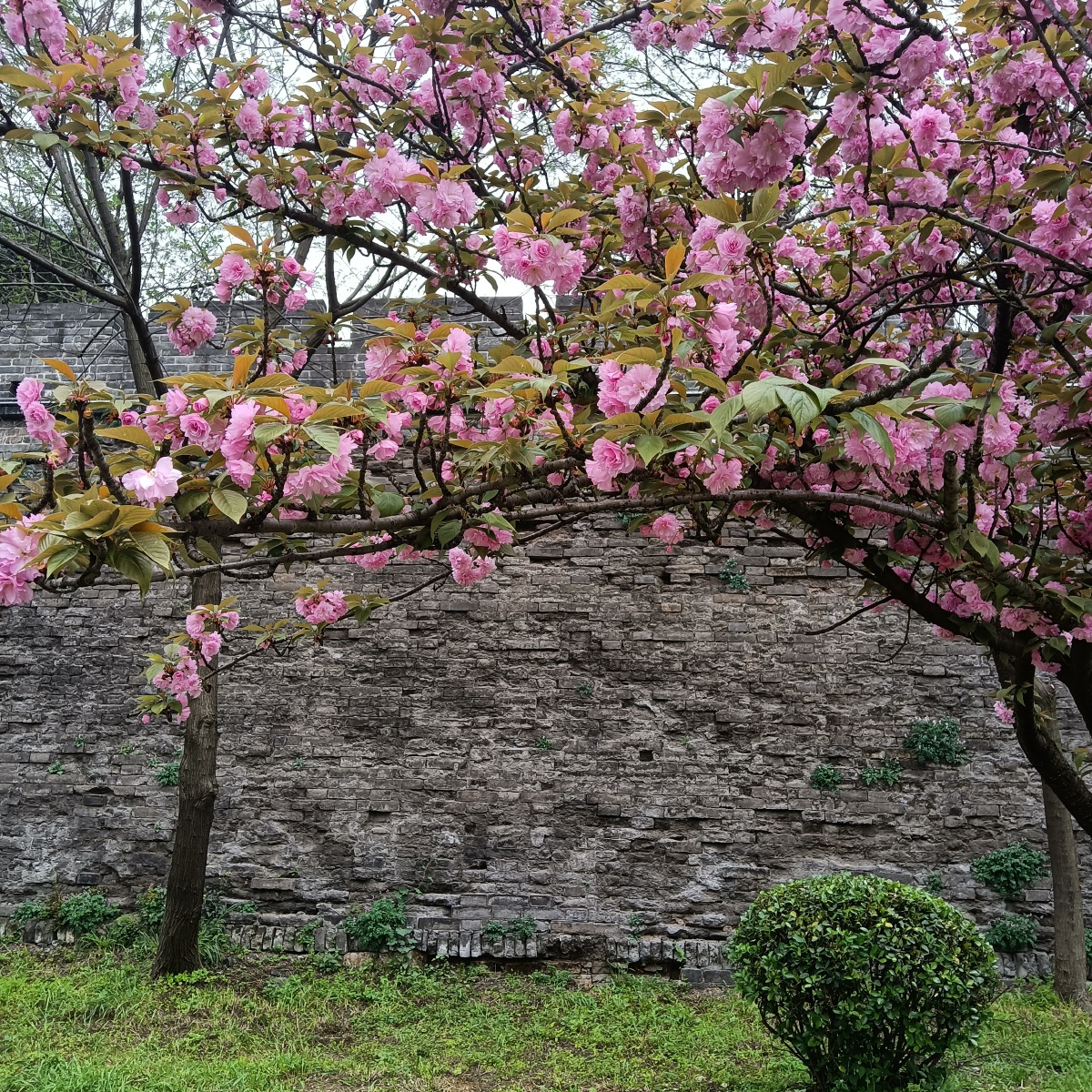 荆州古城墙外的樱花古城外的河河中倒影