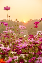 夕阳下的格桑花_7