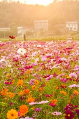夕阳下的格桑花_2